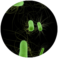 E. COLI PCR BAX HYGIENA