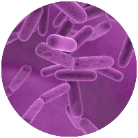 Listeria monocytognes BAX System PCR Hygiena Colombia