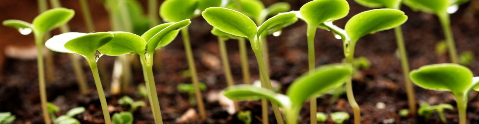 Medio ambiente y agricultura: brotes en el suelo